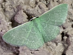 Synchlora frondaria