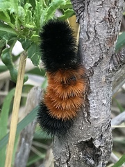 Pyrrharctia isabella