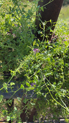 Maurandya antirrhiniflora
