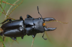 Lucanidae