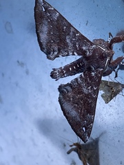 Apatelodes albipunctata