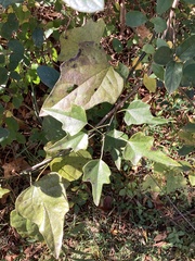 Baccharis halimifolia