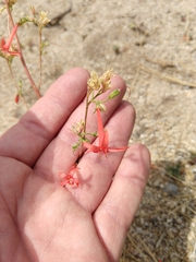 Ipomopsis aggregata aggregata