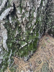 Dicranum montanum