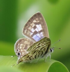 Leptotes plinius