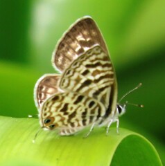 Leptotes plinius
