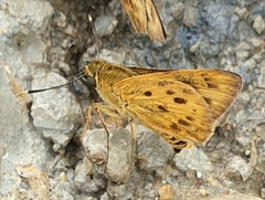 Thoressa masoni