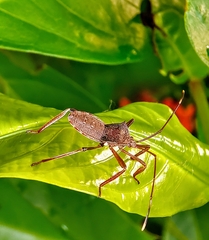 Mictis longicornis