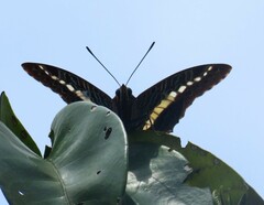 Charaxes brutus