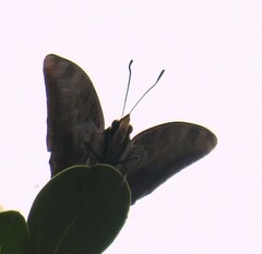 Charaxes ethalion