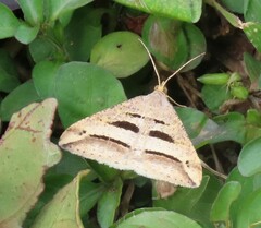 Chiasmia subcurvaria