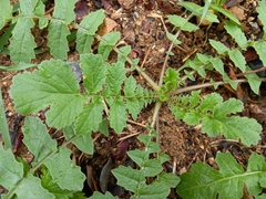 Arctotheca calendula