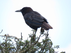 Corvus capensis capensis