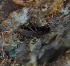 Tetratomidae