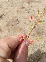 Ipomopsis aggregata aggregata