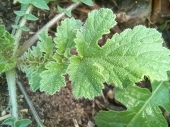 Arctotheca calendula