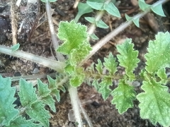 Arctotheca calendula