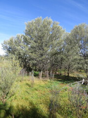 Acacia aneura