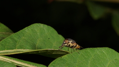 Stomorhina discolor