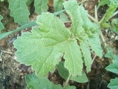 Arctotheca calendula