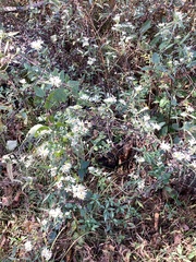 Symphyotrichum ontarionis