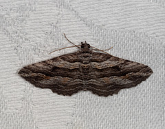 Chrysolarentia severata