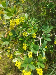 Berberis laurina