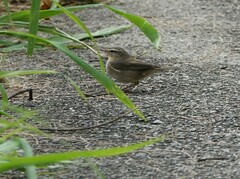 Phylloscopus fuscatus