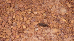 Cicindelinae