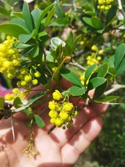Berberis laurina