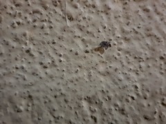 Clogmia albipunctata