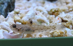 Mugilogobius myxodermus