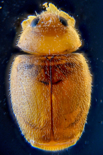 Little Brown Mealybug Destroyer photo 2