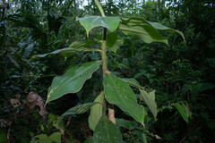 Costaceae