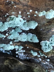 Trichoderma viride