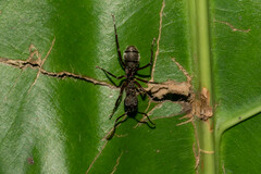 Dolichoderus