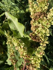 Rumex longifolius