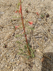 Ipomopsis aggregata aggregata