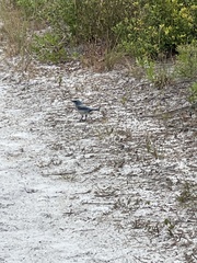 Aphelocoma coerulescens