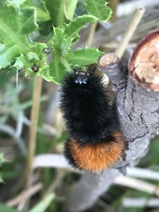Pyrrharctia isabella