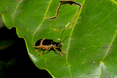 Paratriarius