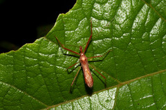 Ricolla quadrispinosa