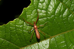 Ricolla quadrispinosa