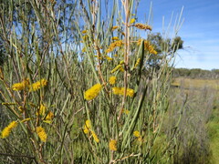 Acacia aneura