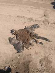 Buteogallus coronatus