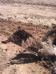 Buteogallus coronatus