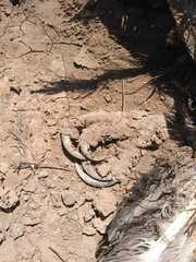 Buteogallus coronatus