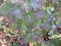 Hydrangea quercifolia