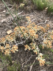 Helichrysum tinctum