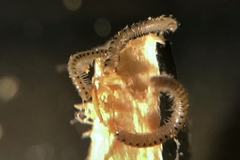 Proteroiulus fuscus